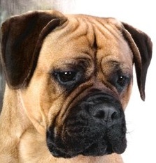 bullmastiff dog