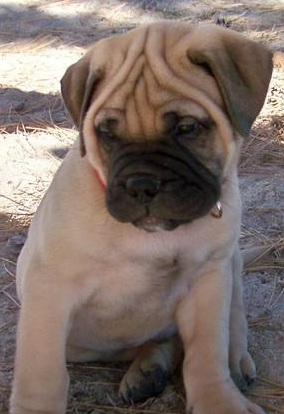 bullmastiff image