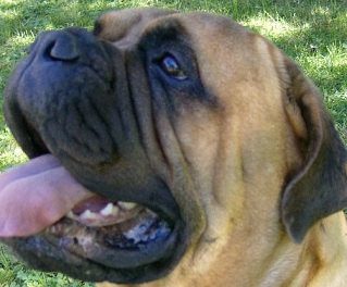 bullmastiff puppy picture