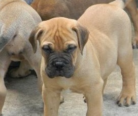 bullmastiff