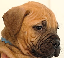 cute bullmastiff puppy