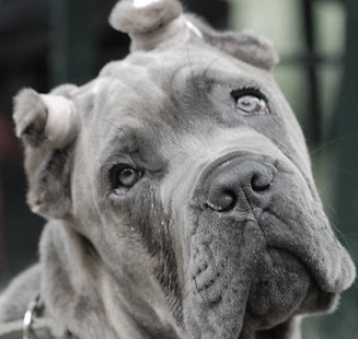 big cane corso