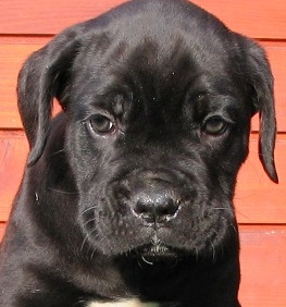 black cane corso