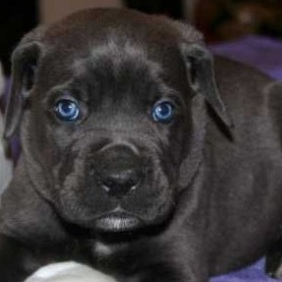 blue eye cane corso