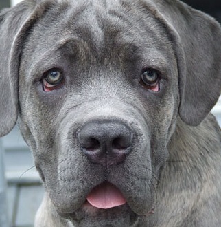 cane corso dog