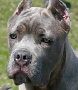 cane corso picture