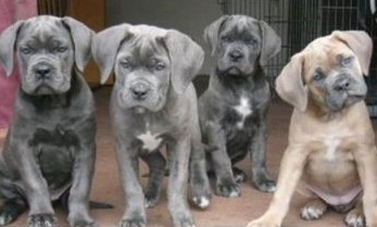 cane corso puppies