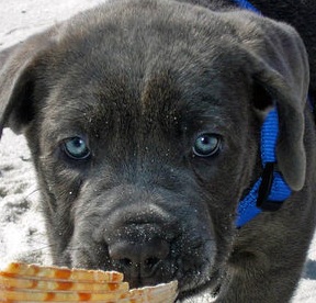 cane corso puppy