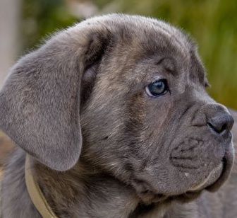 cane corso