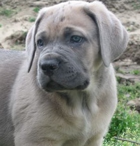 cute cane corso