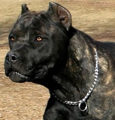 mean cane corso