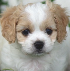 cavachon dog