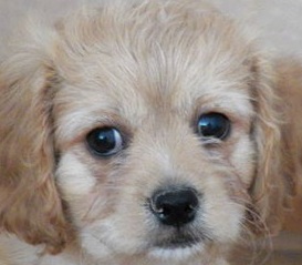 cavachon image