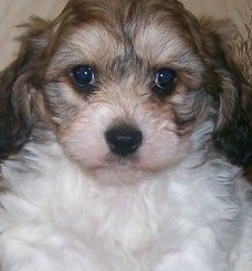 cavachon picture