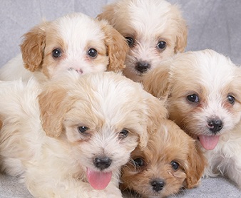 cavachon puppies