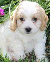 cavachon puppy picture