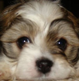 cavachon puppy