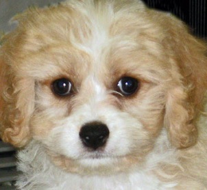 cavachon