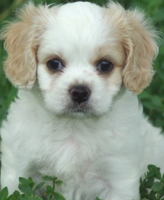 cute cavachon puppy