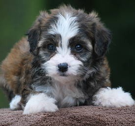 mini cavachon