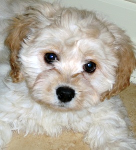 white cavachon