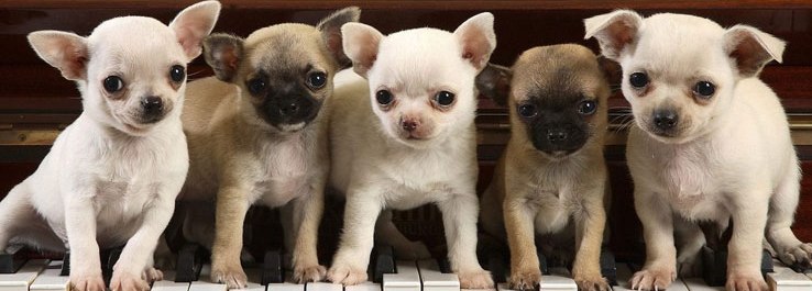 chihuahua puppies for sale