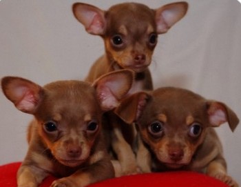 chihuahua puppies