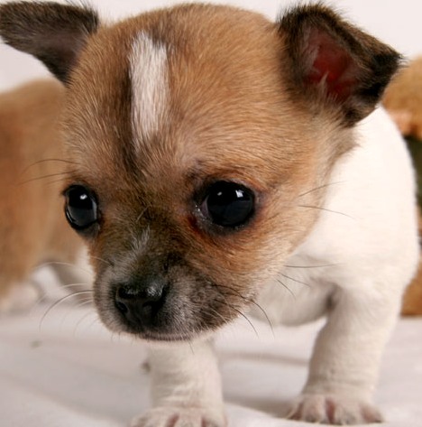 chihuahua puppy