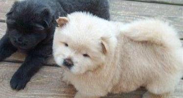 chow chow breed