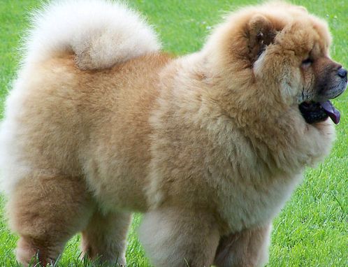 chow chow dog