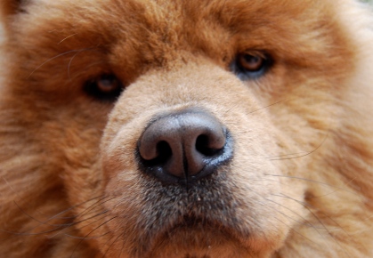 chow chow photo