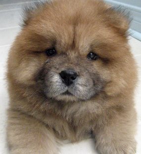 chow chow puppies