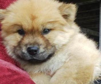 chow chow puppy