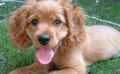 cockapoo puppies