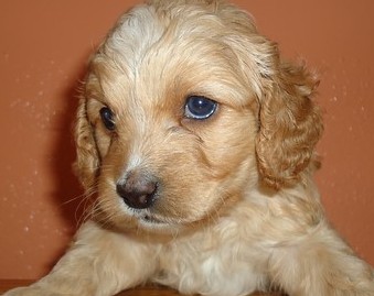 cockapoo puppy picture