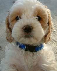 cockapoo puppy