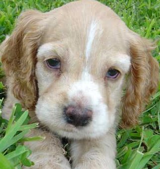 cocker spaniel puppy