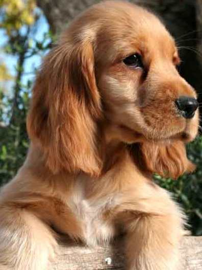 cocker spaniel puppy