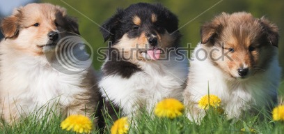 collie puppies