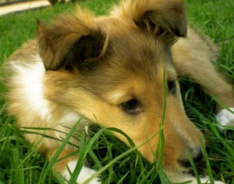 collie puppy picture