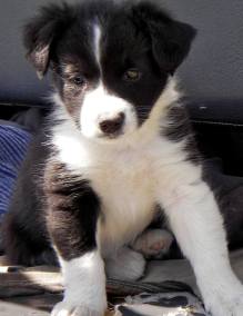 collie puppy