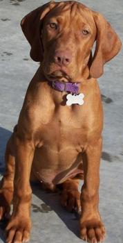 copper vizsla puppy