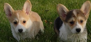 corgi puppies