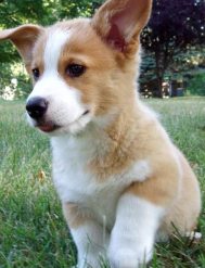 corgi puppy picture