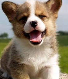 corgi puppy