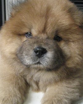 cream chow chow puppy