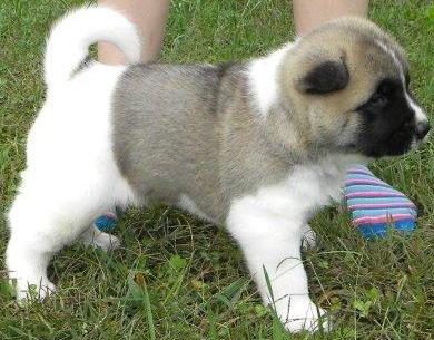 cute akita puppy