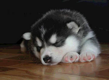 cute alaskan malamute puppy