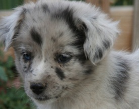 cute australian shepherd puppy