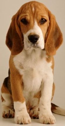 cute basset hound puppy